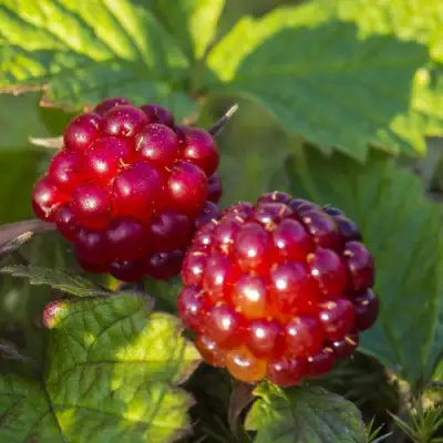 Княженика ЛИНДА в Новополоцке