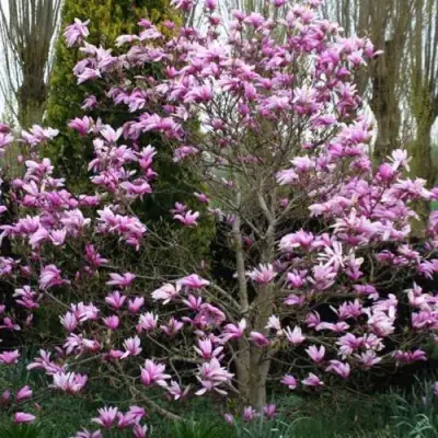 Магнолия ГАЛАКСИ в Новополоцке