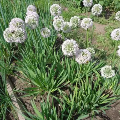 Лук слизун в Новополоцке