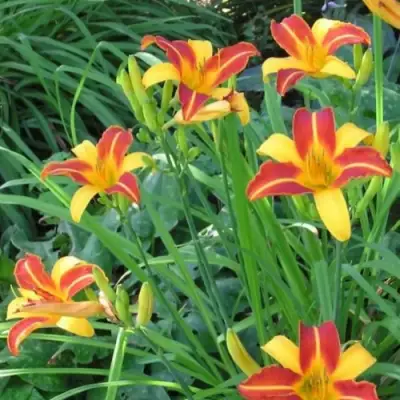 Лилейник ФРАНС ХАЛС в Новополоцке