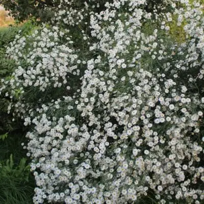 Болтония СНОУБЭНК в Новополоцке