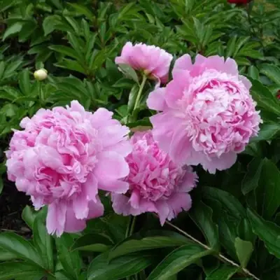 Пион МЕСЬЕ ЖЮЛЬ ЭЛИ травянистый в Новополоцке