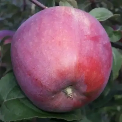 Яблоня ЗОРКА в Новополоцке