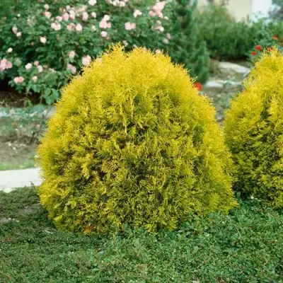 Туя РЕЙНГОЛД западная в Новополоцке