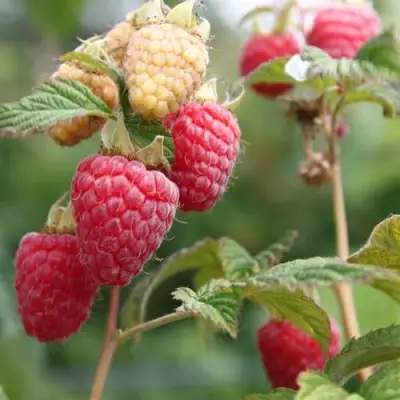 Малина МОЛЛИНГ ДЖУНО в Новополоцке