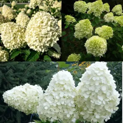 Комплект НЕЖНЫЙ КАПУЧИНО в Новополоцке