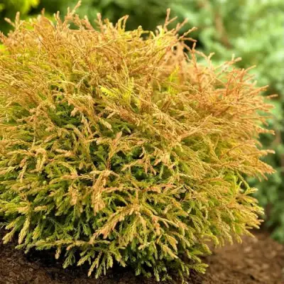 Туя ГОЛДЕН ТАФФЕТ западная в Новополоцке