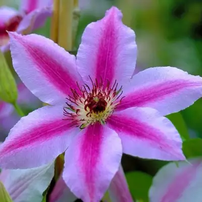 Клематис НЕЛЛИ МОЗЕР в Новополоцке