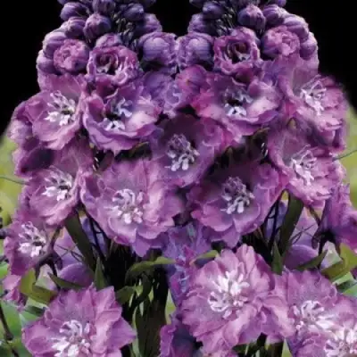 Дельфиниум ДЕЛЬФИС ПИНК ПАУЭ высокий в Новополоцке