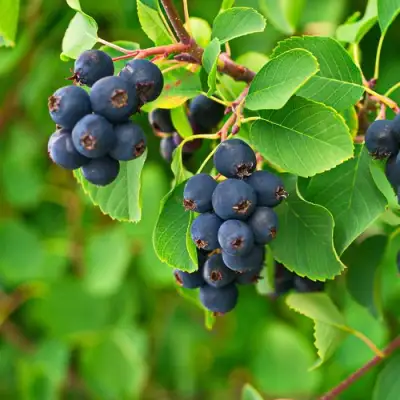 Ирга КОЛОСИСТАЯ в Новополоцке