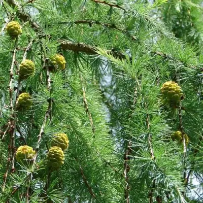 Лиственница КЕМПФЕРА в Новополоцке