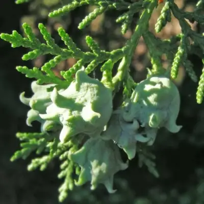 Туя восточная в Новополоцке