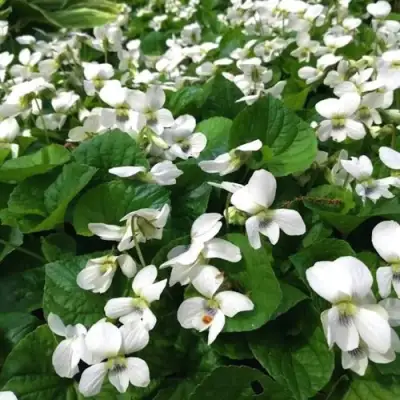 Фиалка АЛЬБИФЛОРА сестринская в Новополоцке