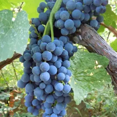 Виноград ВЕНУС в Новополоцке