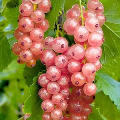 Смородина белая ПРЫГАЖУНЯ (РОЗОВАЯ) в Новополоцке