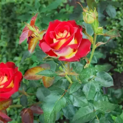 Роза ФРЕНДШИП чайно-гибридная в Новополоцке