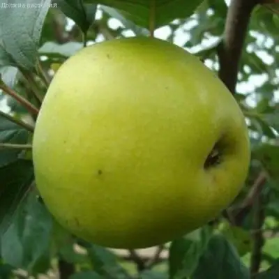 Яблоня КОШТЕЛЯ в Новополоцке