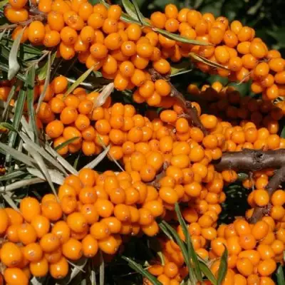 Облепиха АЛТАЙСКАЯ в Новополоцке