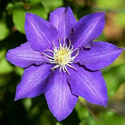 Клематис ЗЕ ПРЕЗИДЕНТ в Новополоцке