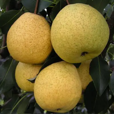 Груша ВЕЛИКАЯ ЛЕТНЯЯ (БОЛЬШАЯ ЛЕТНЯЯ) в Новополоцке