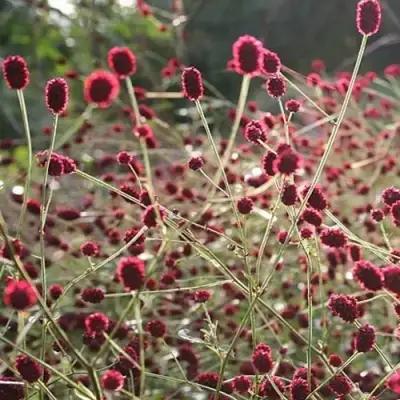 Кровохлебка ЧОКОЛАТ ТИП в Новополоцке