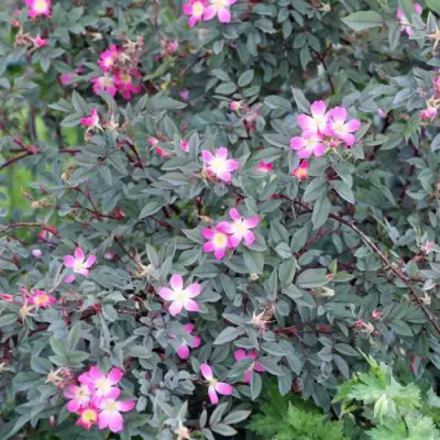 Роза сизая в Новополоцке