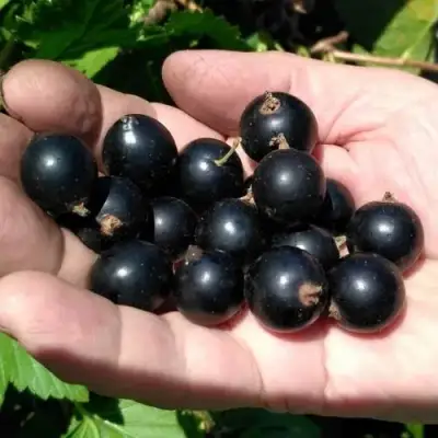 Смородина черная ЧЕРНООКАЯ в Новополоцке