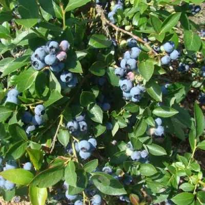 Голубика БЛЮЭТТА в Новополоцке