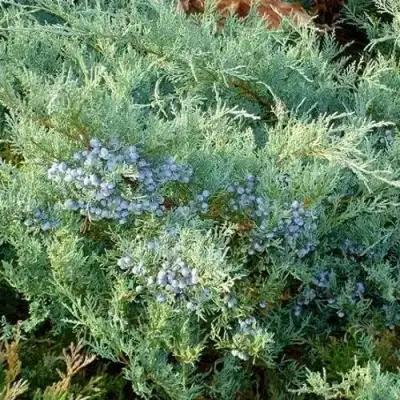 Можжевельник ГРЕЙ ОУЛ виргинский  в Новополоцке