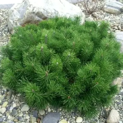 Сосна горная МУГУС в Новополоцке