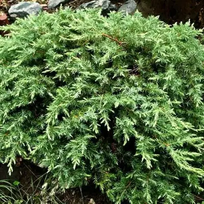 Можжевельник ШЛЯГЕР прибрежный в Новополоцке