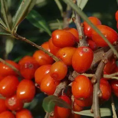 Облепиха ВОРОБЬЕВСКАЯ в Новополоцке