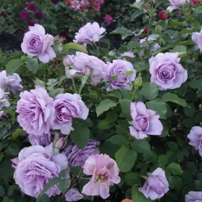 Роза ЛАВ СОНГ флорибунда в Новополоцке