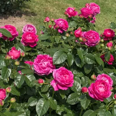 Роза АНУШКА чайно-гибридная в Новополоцке