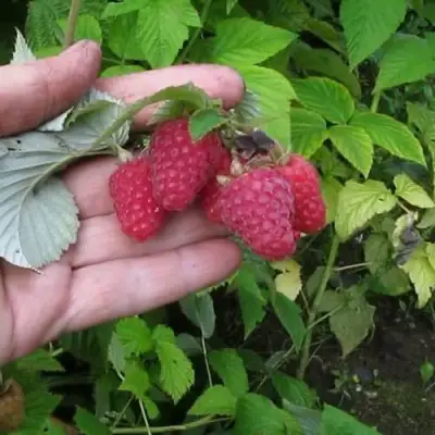 Малина КОРПИКО в Новополоцке