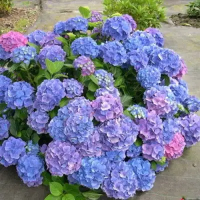 Гортензия БОДЕНСИ крупнолистная в Новополоцке