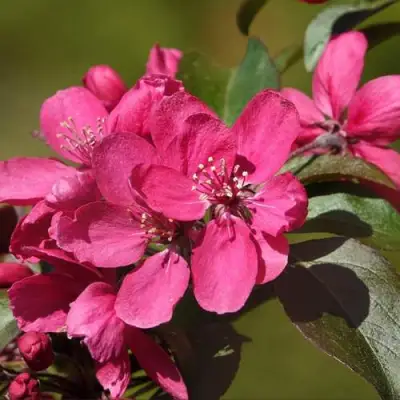 Яблоня НЕДЗВЕЦКОГО в Новополоцке