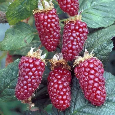 Ежемалина ТАЙБЕРРИ в Новополоцке