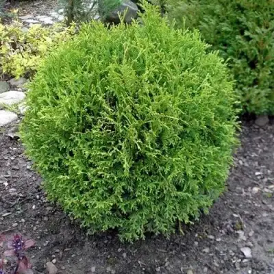 Туя ХОЗЕРИ западная в Новополоцке