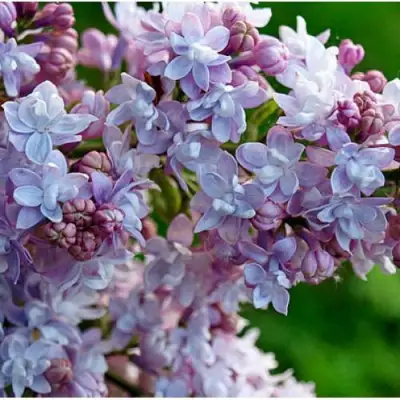 Сирень ПАМЯТЬ О ВАВИЛОВЕ в Новополоцке