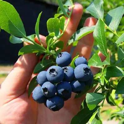 Голубика НОРТ КАНТРИ в Новополоцке