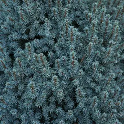 Ель САНДЕРС БЛЮ канадская в Новополоцке