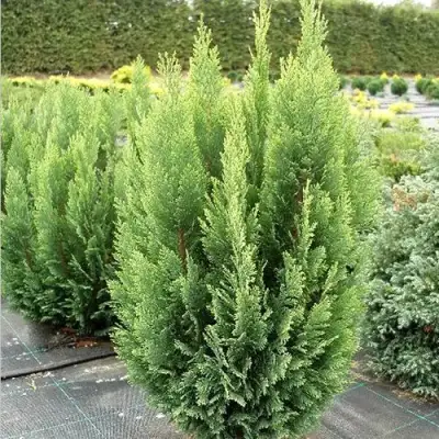 Кипарисовик ЭЛВУДИ ЭМПАЙР лавсона в Новополоцке