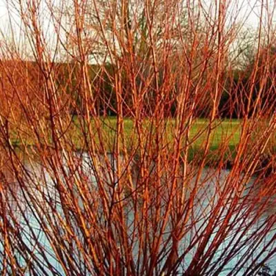 Ива ВИТЕЛЛИНА белая  в Новополоцке