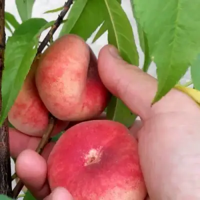 Персик САТУРН ИНЖИРНЫЙ в Новополоцке