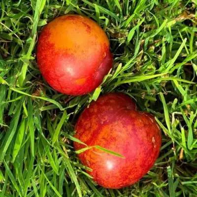 Шарафуга НЕКТАРИННАЯ в Новополоцке