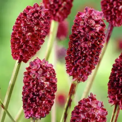 Кровохлебка ТАННА лекарственная в Новополоцке