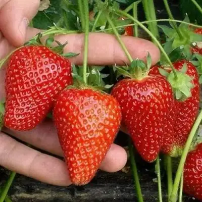 Клубника АЛЬБА в Новополоцке