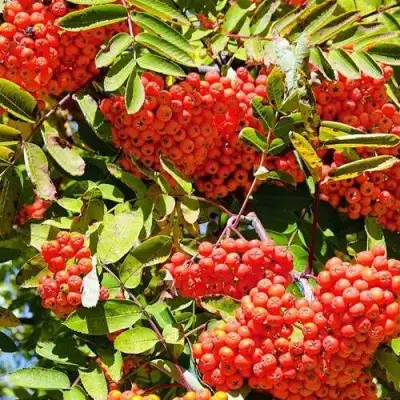 Рябина СОРБИНКА сладкоплодная в Новополоцке