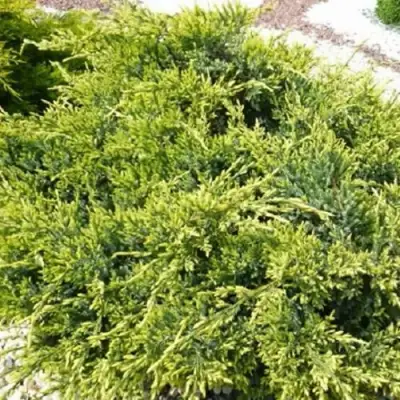 Можжевельник ГОЛД СТАР средний в Новополоцке